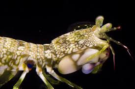 Attēlu rezultāti vaicājumam “Platyptilia gonodactyla imago”