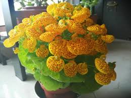 Image result for Calceolaria