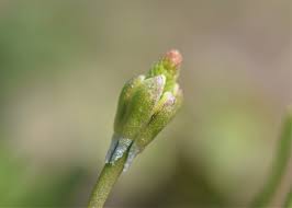Attēlu rezultāti vaicājumam “Myosurus minimus flower”