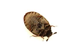 Attēlu rezultāti vaicājumam “Anthrenus museorum”