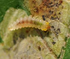 Attēlu rezultāti vaicājumam “Gracillaria syringella larva”