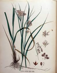 Attēlu rezultāti vaicājumam “Luzula luzuloides leaf”