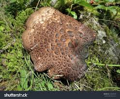 Attēlu rezultāti vaicājumam “Sarcodon imbricatum”