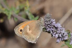 Attēlu rezultāti vaicājumam “Coenonympha pamphilus upperside”