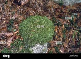 Attēlu rezultāti vaicājumam “Dicranum majus”