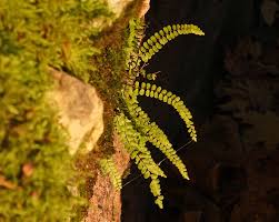 Attēlu rezultāti vaicājumam “Lycogala sphaeroconicum young”