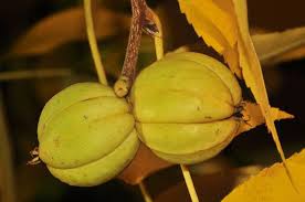 Attēlu rezultāti vaicājumam “Carya ovata fruit”