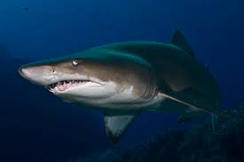 Image result for Carcharias