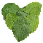 Attēlu rezultāti vaicājumam “Psylla alni nymph”