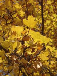 Attēlu rezultāti vaicājumam “Crataegus laevigata leaf”