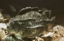 Image result for Cyclopterus lumpus