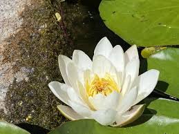 Attēlu rezultāti vaicājumam “Nymphaea candida leaf”