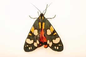 Attēlu rezultāti vaicājumam “Callimorpha dominula”