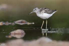 Attēlu rezultāti vaicājumam “Tringa nebularia”