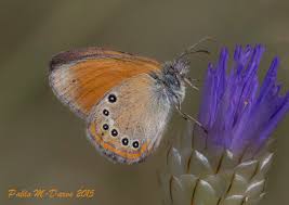 Attēlu rezultāti vaicājumam “Coenonympha glycerion”