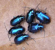 Attēlu rezultāti vaicājumam “Altica sp.”