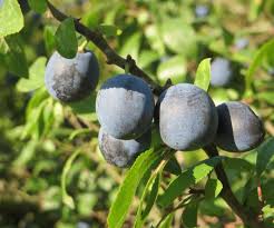 Attēlu rezultāti vaicājumam “Prunus spinosa”