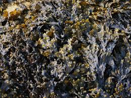 Attēlu rezultāti vaicājumam “Fucus vesiculosus”