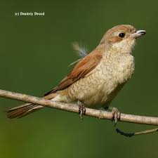 Attēlu rezultāti vaicājumam “Lanius collurio female”