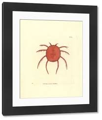 Attēlu rezultāti vaicājumam “Hydrachna”