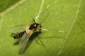 Attēlu rezultāti vaicājumam “Cricotopus”