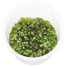 Attēlu rezultāti vaicājumam “Fontinalis antipyretica subsp. gracilis”