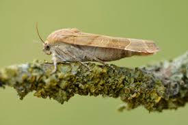 Attēlu rezultāti vaicājumam “Noctua fimbriata”