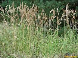 Attēlu rezultāti vaicājumam “Calamagrostis epigeios”