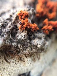 Attēlu rezultāti vaicājumam “Metatrichia vesparia”