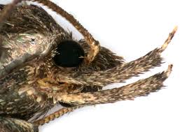 Attēlu rezultāti vaicājumam “Luquetia lobella”