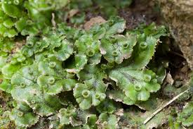 Attēlu rezultāti vaicājumam “Lophozia capitata”