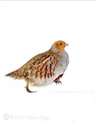 Attēlu rezultāti vaicājumam “Perdix perdix”