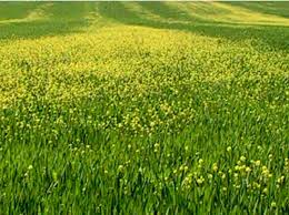 Attēlu rezultāti vaicājumam “Sinapis arvensis”