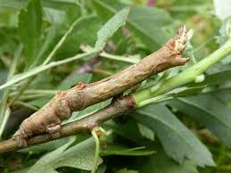 Attēlu rezultāti vaicājumam “Selenia dentaria larva”