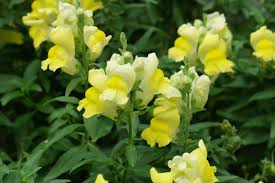 Attēlu rezultāti vaicājumam “Antirrhinum majus leaf”