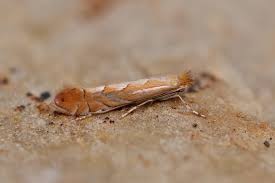 Attēlu rezultāti vaicājumam “Phyllonorycter apparella”