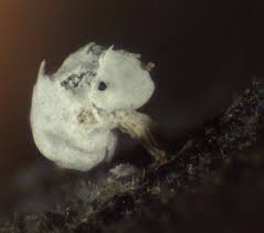 Attēlu rezultāti vaicājumam “Diderma montanum macro”