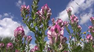 Attēlu rezultāti vaicājumam “Ononis arvensis flower”