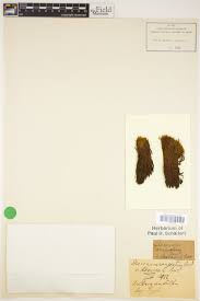 Attēlu rezultāti vaicājumam “Distichium capillaceum sporophyte”