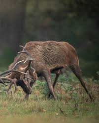 Attēlu rezultāti vaicājumam “Cervus elaphus”