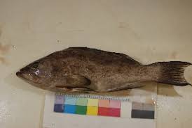 Image result for Mycteroperca phenax