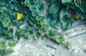 Attēlu rezultāti vaicājumam “Lysimachia nummularia leaf”
