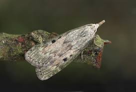 Attēlu rezultāti vaicājumam “Aphomia sociella female”