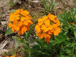 Attēlu rezultāti vaicājumam “Erysimum hieracifolium flower”