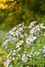 Image result for Aster lanceolatus