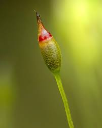 Attēlu rezultāti vaicājumam “Philonotis marchica sporophyte”
