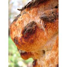 Attēlu rezultāti vaicājumam “Sarcodontia crocea”