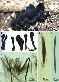 Attēlu rezultāti vaicājumam “Geoglossum sp.”