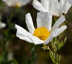 Image result for Romneya coulteri