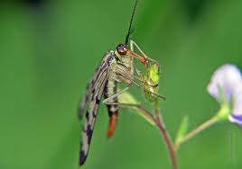 Attēlu rezultāti vaicājumam “Panorpa communis imago”